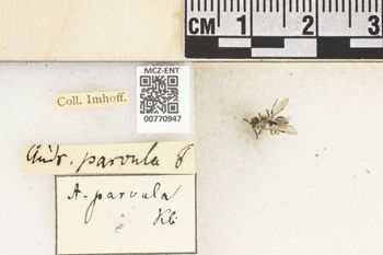 Media type: image;   Entomology 770947 Aspect: Labels